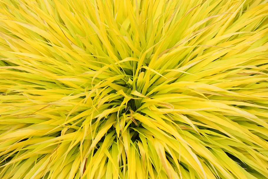 grass, brush, landscape, yellow, spike, leaf, nature, full frame HD wallpaper