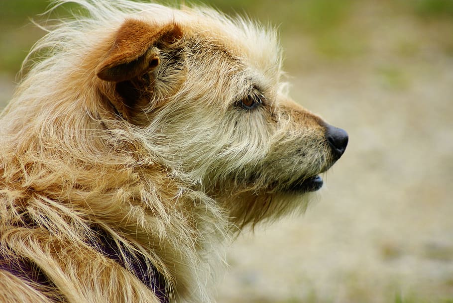 dog, small, animals, one animal, mammal, animal themes, domestic animals HD wallpaper