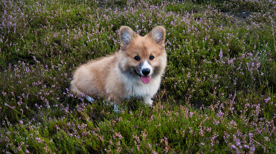 Cardigan Welsh corgi puppy sitting on purple petaled flower field at daytime