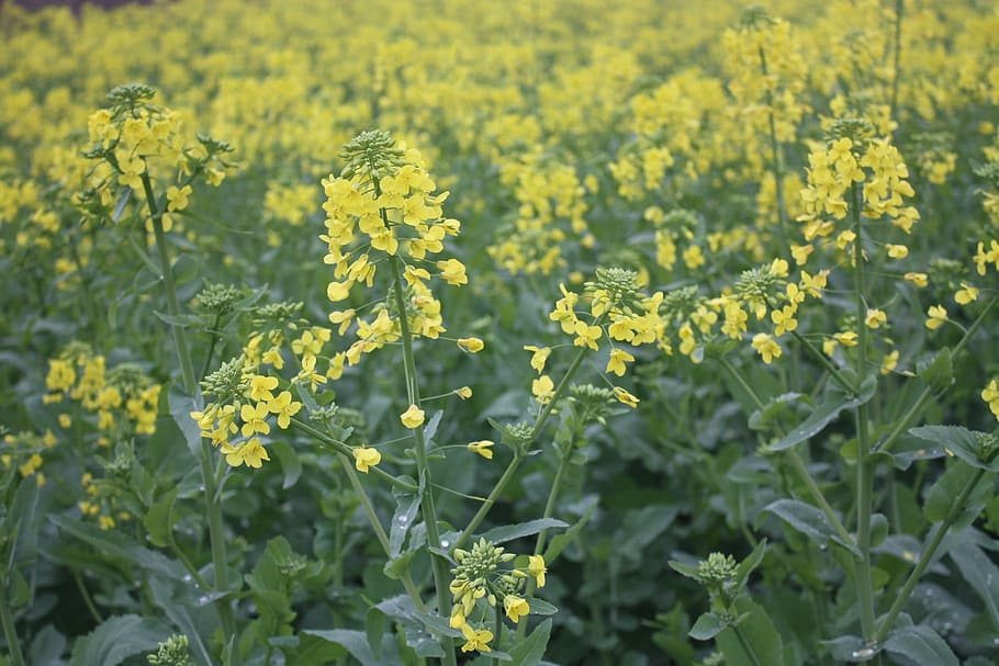rape, macro, photography, nature, flower, oilseed Rape, agriculture HD wallpaper