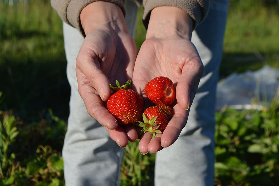 strawberry, summer, appetizing, red, tasty, garden strawberry HD wallpaper