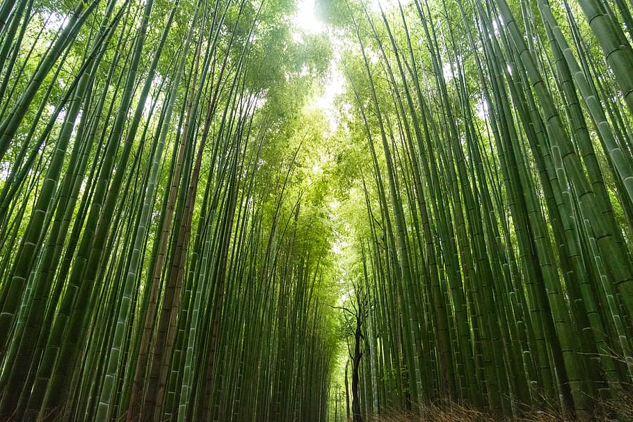 photo of green bamboo trees during daytime, untitled, forest HD wallpaper