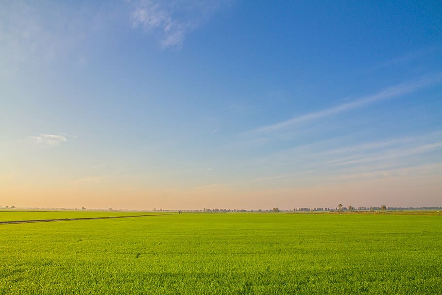 green grass field at daytime, image view, cornfield, rice, farmland HD wallpaper