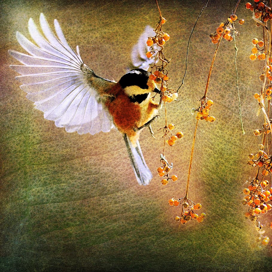 white and brown bird timelapse photography, branch, nature HD wallpaper
