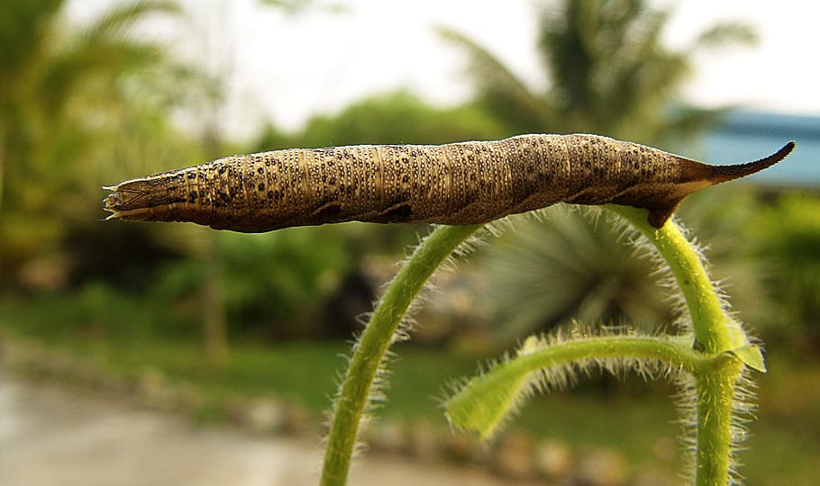 Caterpillar, Brown, Bough, how a bough, nature, plant, close-up HD wallpaper