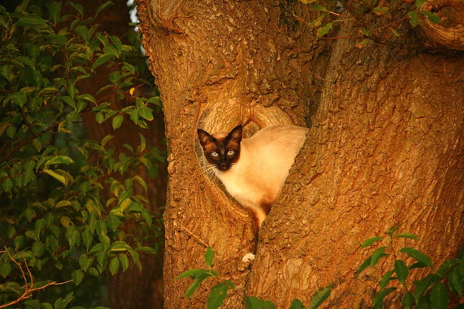 Cat, Kitten, Tree, Branch, mieze, hiding place, siamese cat HD wallpaper