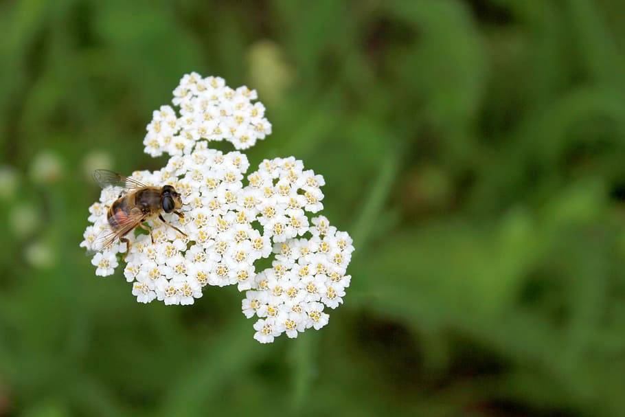 bee, flower, nature, spring, honey, green, insect, plant, blossom HD wallpaper