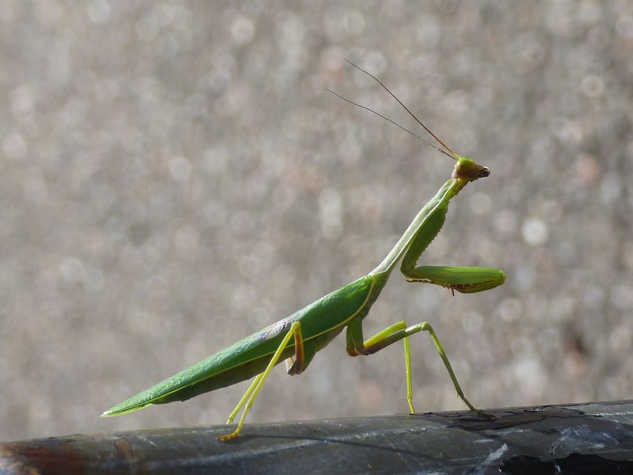 Mantis, Insect, Praying, green, invertebrate, animal, antenna HD wallpaper