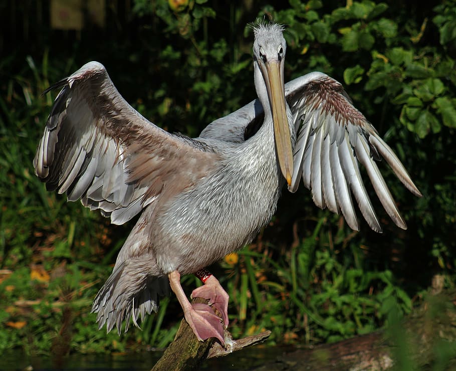 pelican, stretch, bird, wing span, feathers, beak, animal themes HD wallpaper