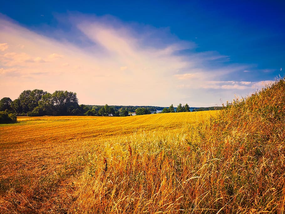 field, mecklenburg vorpommern, landscape, nature, summer, fields, HD wallpaper