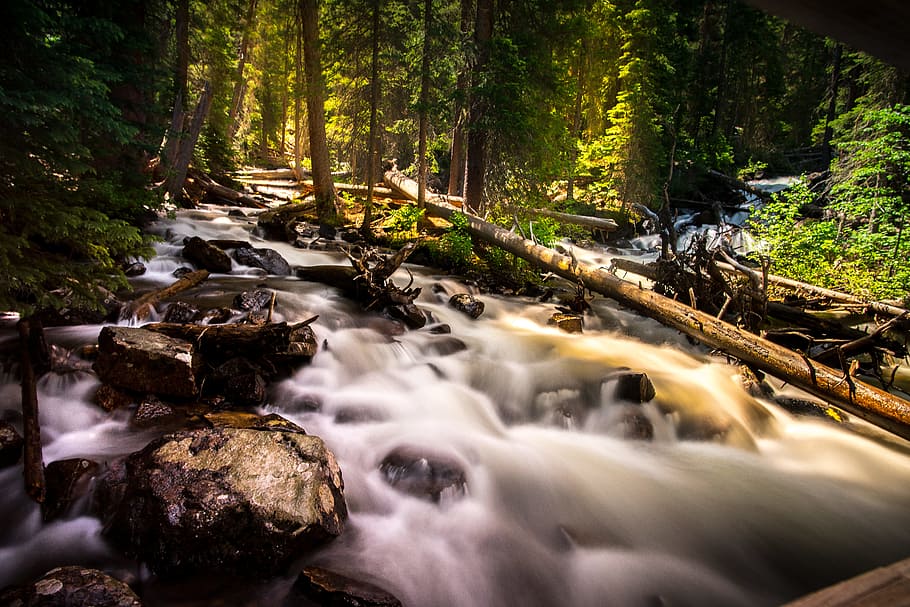 photography of forest, timelapse photography of river, landscape HD wallpaper