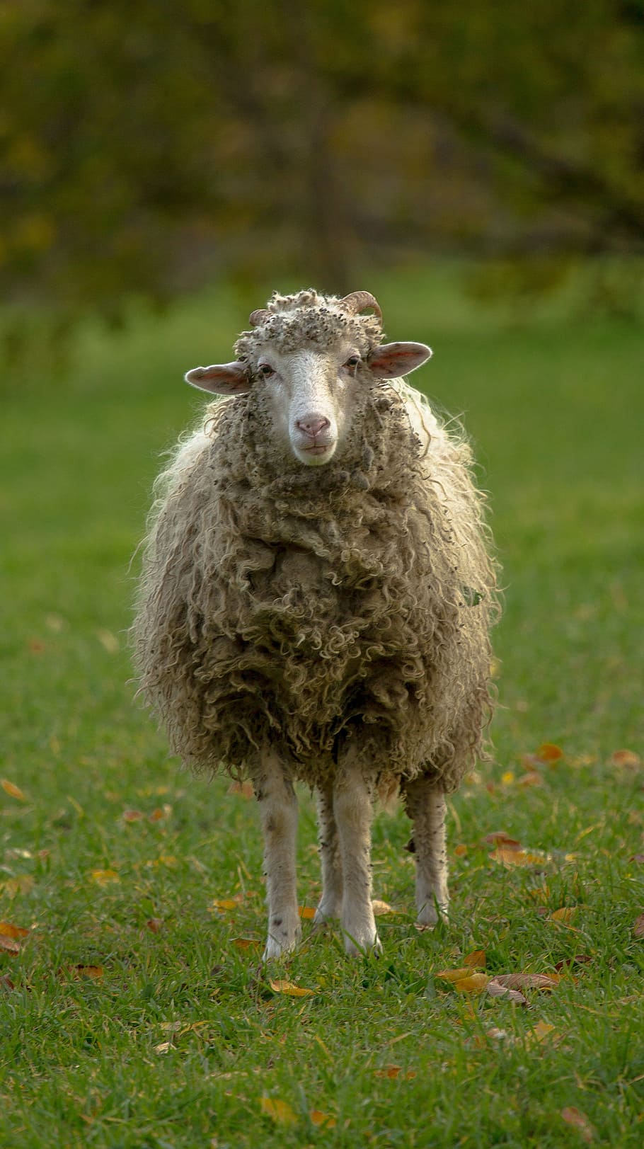 sheep, lamb, pets, white, is watching, animal, animal themes HD wallpaper