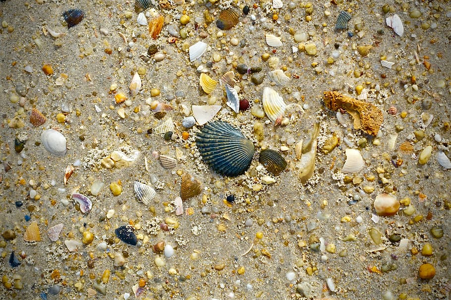 shell, beach, sand, beach scene, sea shells, seashells, animal HD wallpaper