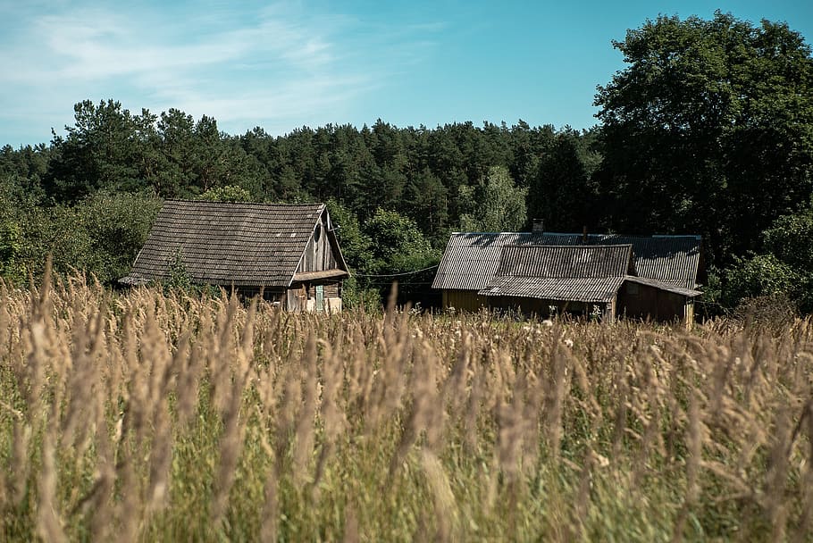 sky, blue sky, tree, grass, brown grass, meadow, house, woods HD wallpaper