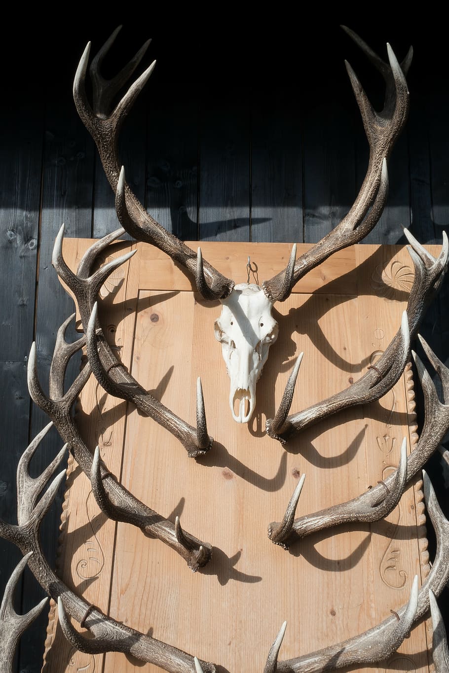 antler, hirsch, trophy, collection, wild, nature, animal, sculpture HD wallpaper