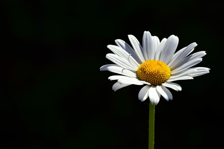 white daisy flower with black background, marguerite, meadow margerite
