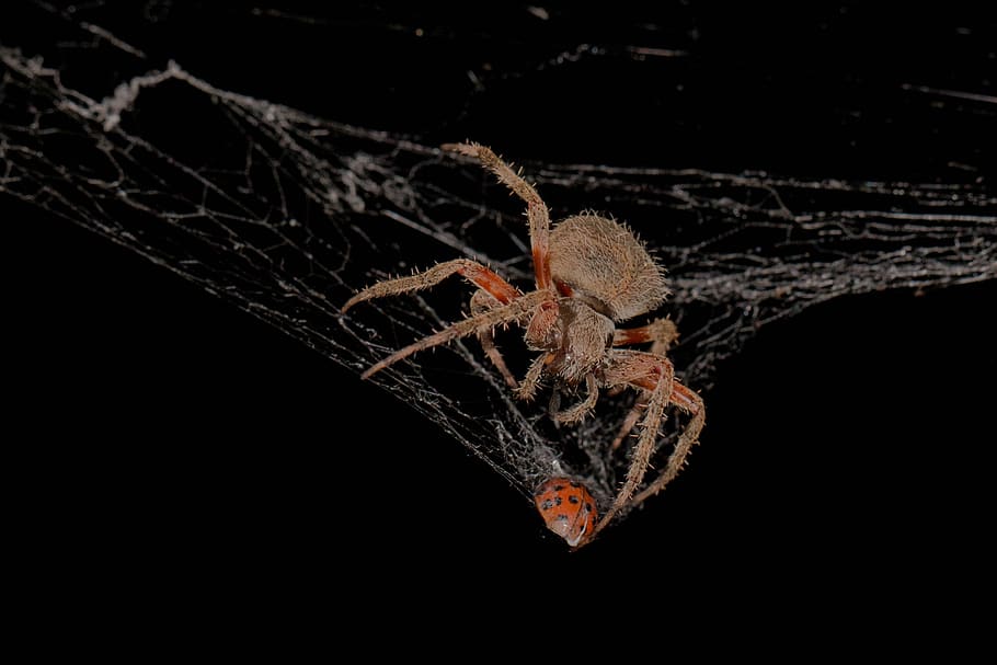 spider, web, nature, insect, creepy, spiderweb, animal, arachnid HD wallpaper
