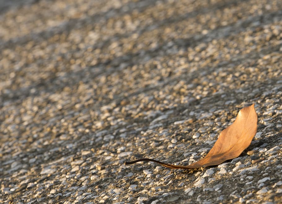 defoliation, light, sunset, shadow, lonely leaf, autumn, close-up HD wallpaper