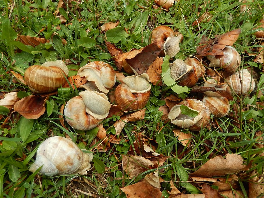 snails, animals, nature, land, field, leaf, plant part, food HD wallpaper