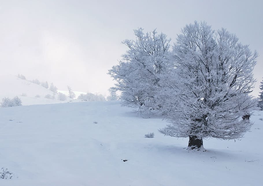 two white trees on snowfield, snowy, winter, wilderness, cold temperature HD wallpaper
