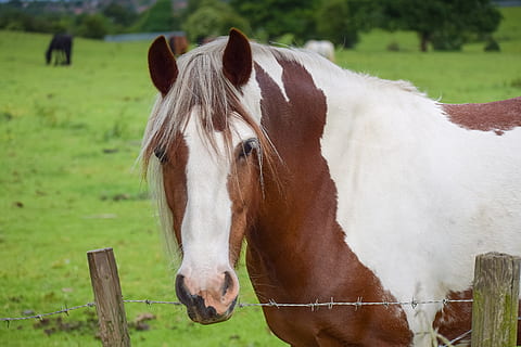 closeup photo of white and brown horse, pinto, equestrian, lady HD wallpaper