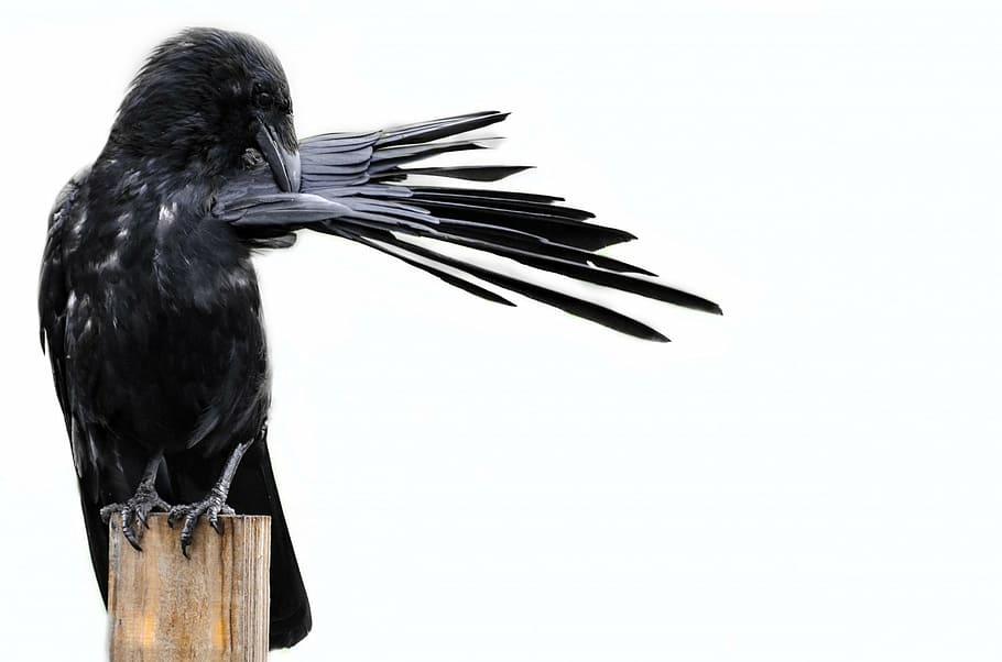 black raven on brown wooden plank, bird, crow, isolated, white HD wallpaper