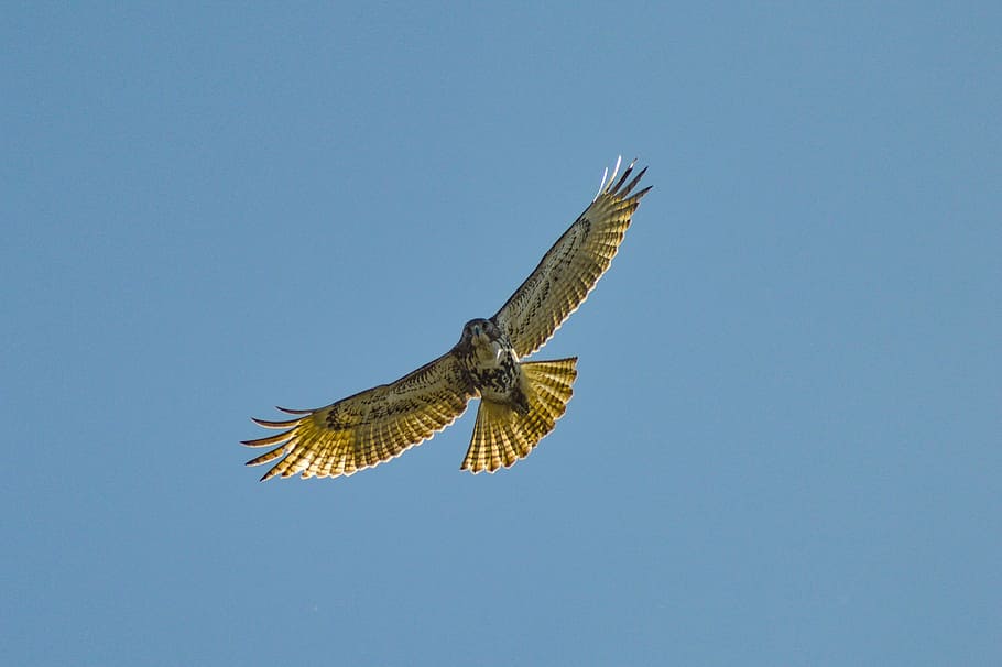 flying hawk in sky, brown bird, fying, nature, birds of prey, HD wallpaper