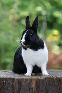 black Dutch rabbit sitting on wooden surface, hare, white, animal themes HD wallpaper