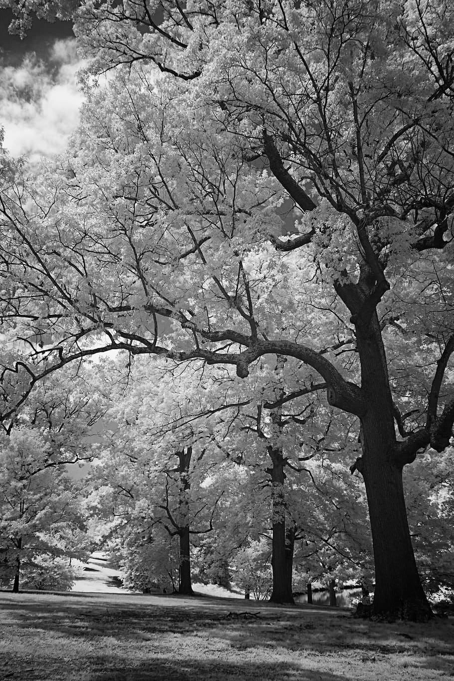 infrared, black and white, hills, trees, meadow, summer, clouds HD wallpaper
