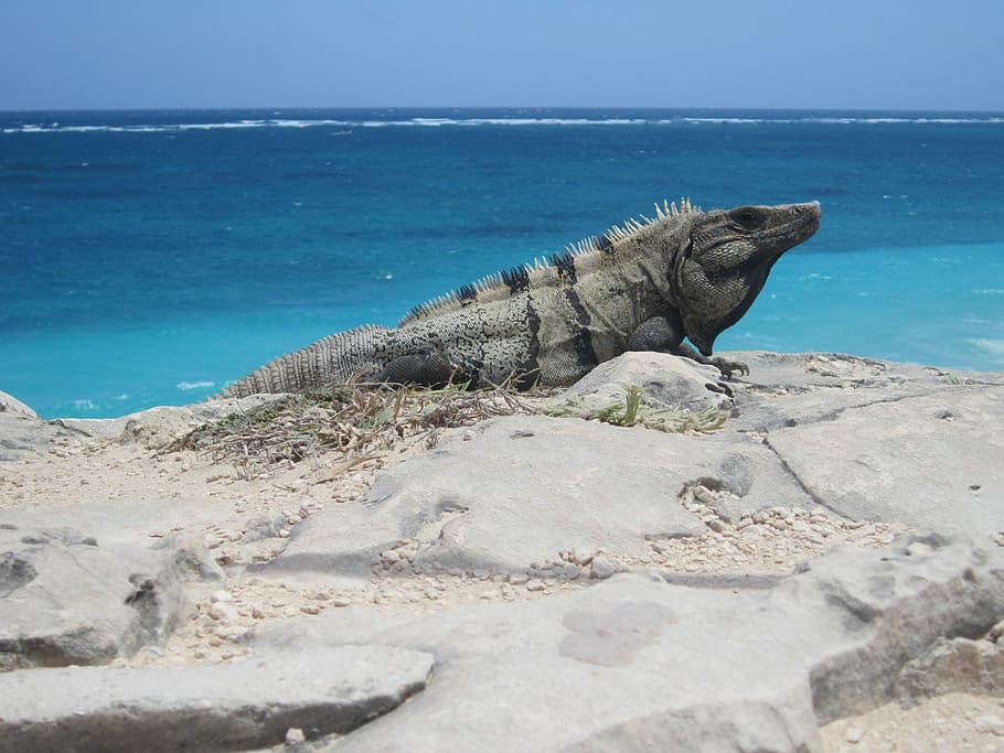 gray and black lizard on gray rock near sea at daytime, iguana HD wallpaper