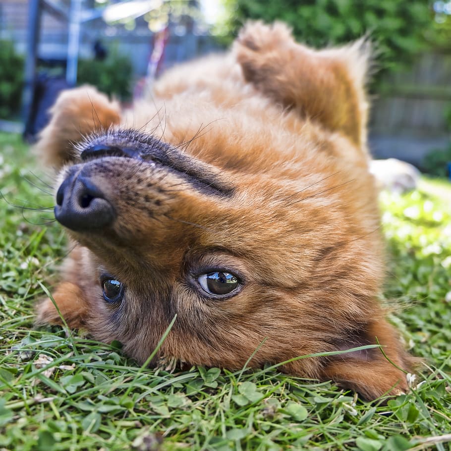 closeup photo of tan puppy on grass field, dog, upside down HD wallpaper