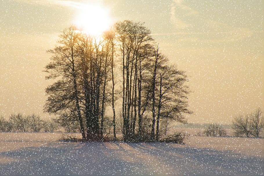 green trees under the blue sky, winter impressions, wintry HD wallpaper