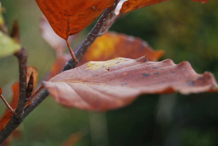 leaf, red, autumn, sprig, plant part, close-up, change, nature HD wallpaper