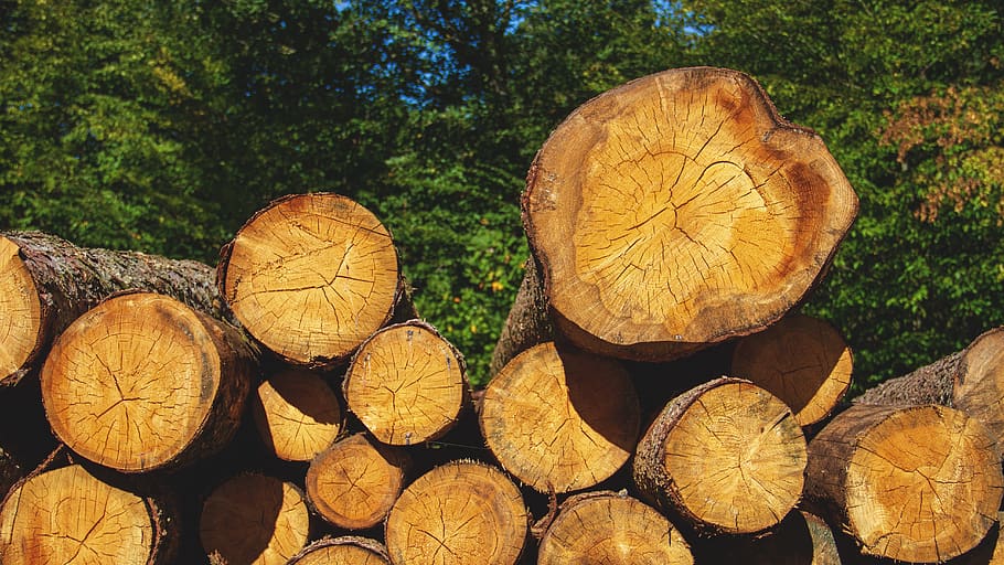 wood, tree trunks, nature, firewood, stack, forest, tribe, timber HD wallpaper