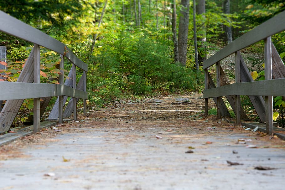 bridge, forest, nature, path, plants, trees, land, wood - material HD wallpaper