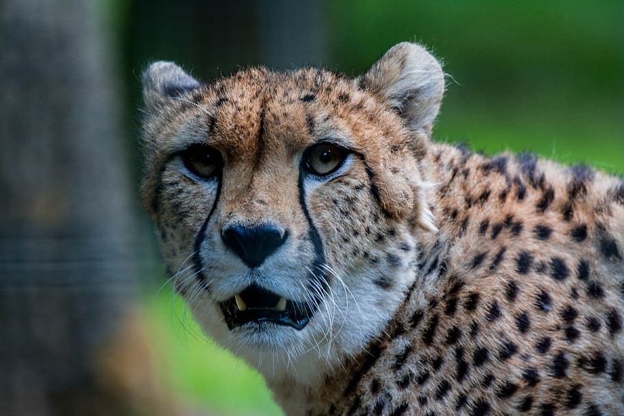 cheetah, tasks, orange, brown, white, background, black, feline HD wallpaper