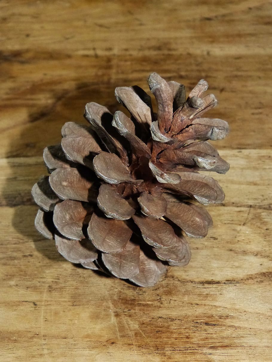 pineapple, wood, wood - material, still life, table, indoors HD wallpaper