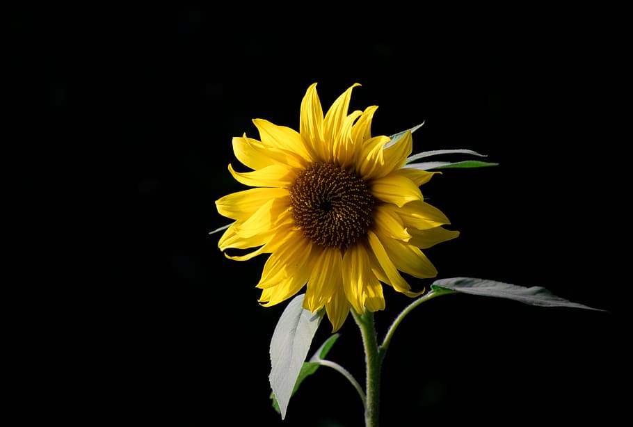 selective focus photo of sunflower, bloom, yellow, summer, plant HD wallpaper