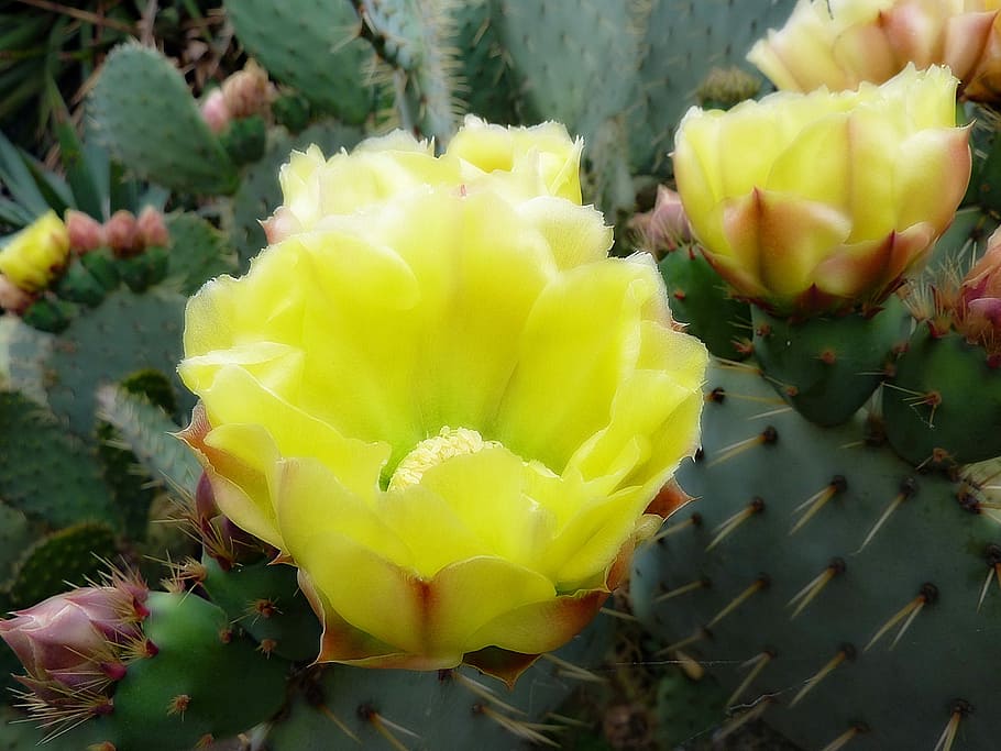 Flower, Cactus, Fig Tree, Spice, green, cacté, nature, growth HD wallpaper