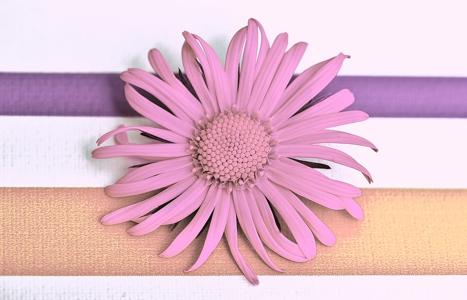 flower, spring, pink, pointed flower, close, beautiful, flowering plant HD wallpaper