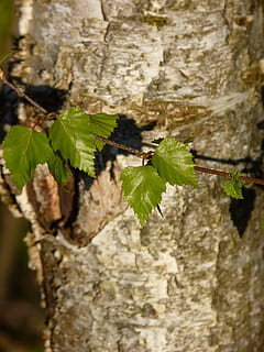 Birch, Bark, Tree, Nature, Log, Tribe, white, tree bark, wood HD wallpaper