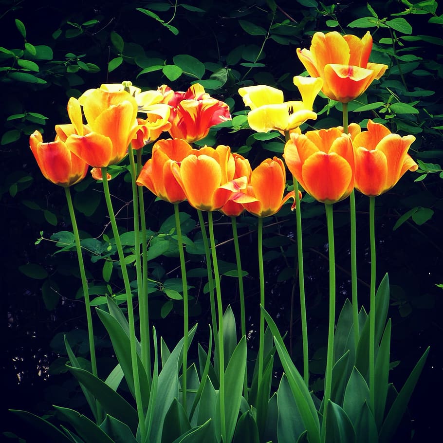 Tulip, Spring, Flower, Nature, green, bouquet, petal, garden HD wallpaper