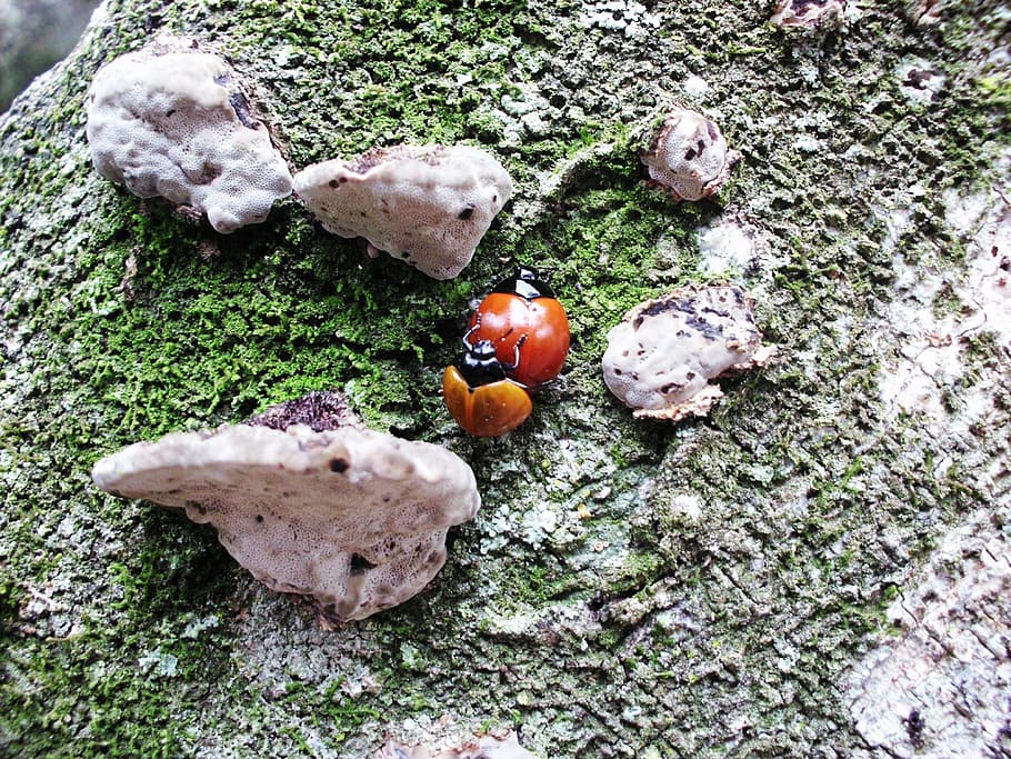 ladybug, beetle, insect, leaf, stem, fungi, ear nerve, copulation HD wallpaper