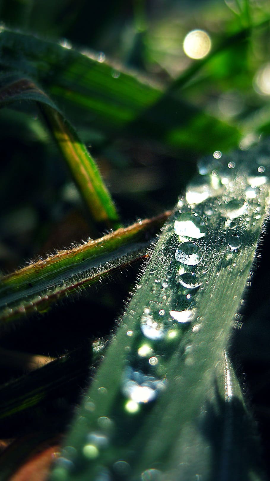 drop, leaf, bubbles, water, green, nature, selective focus HD wallpaper