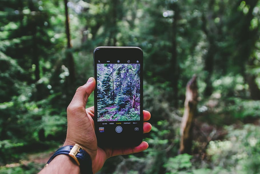 person hand talking photo of plants, person holding smartphone taking picture to the trees HD wallpaper