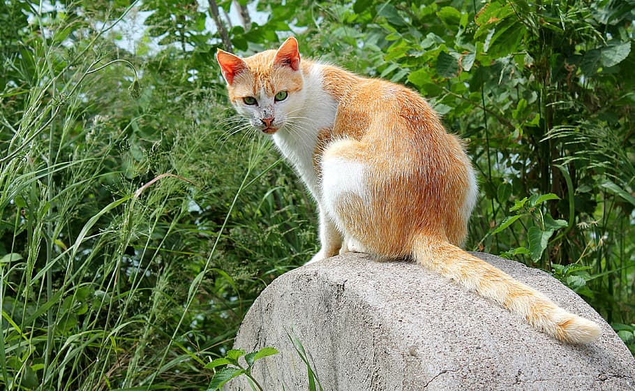 cat sitting on rock, cats, pet, red-headed cat, animal, mammal HD wallpaper