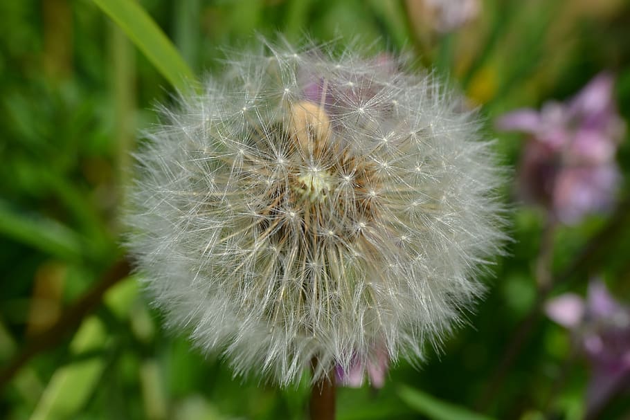 Dandelion, Seed, Head, Close-Up, green, detail, blow, flower HD wallpaper