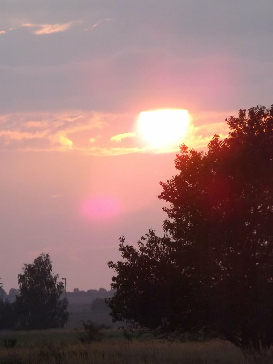 sunset, nature, twilight, tree, sky, plant, beauty in nature HD wallpaper