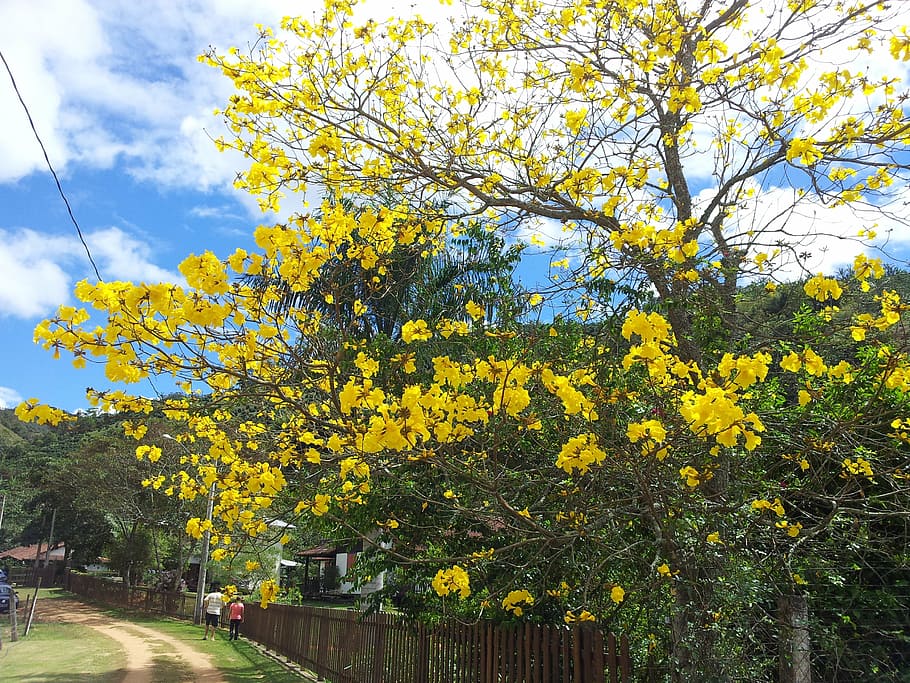 bloom, blossom, branches, flora, flowers, tree, nature, yellow HD wallpaper