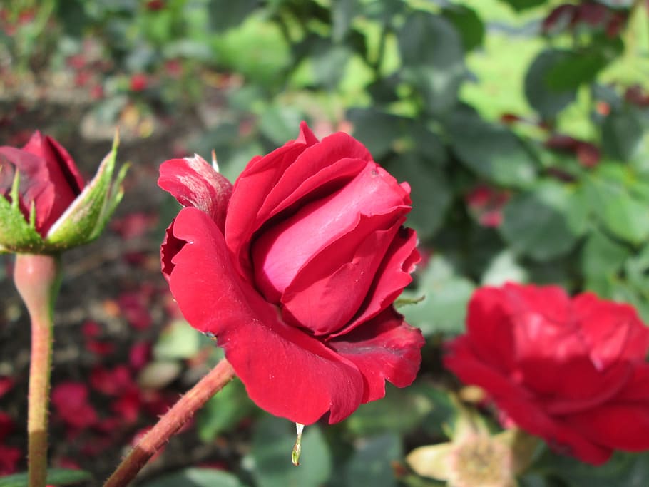 red, ros, red rose, red flower, garden, summer, leaf, foliage, HD wallpaper...